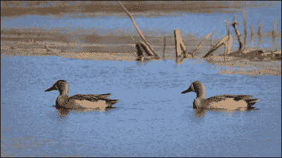 Why do we care about seam carving?